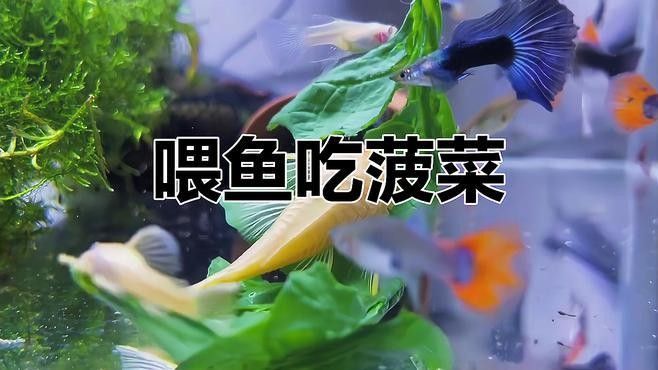 素食補充對金龍魚有哪些好處？（素食補充對金龍魚的具體益處） 素食補充對金龍魚有哪些好處？（素食補充對金龍魚的具體益處） 龍魚百科 第1張