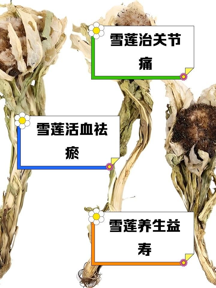 紅雪蓮有哪些品種（紅雪蓮的功效與作用）
