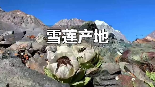 紅雪蓮有哪些品種（紅雪蓮的功效與作用）