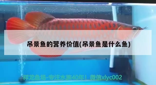 吊景魚的營養(yǎng)價值(吊景魚是什么魚)（吊景魚的營養(yǎng)價值）