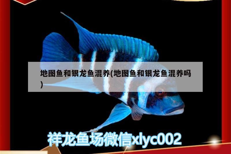 花龍魚鰻魚(青花魚鰻魚)（地圖魚和銀龍魚混養） 花龍魚鰻魚(青花魚鰻魚)（地圖魚和銀龍魚混養） 觀賞魚百科