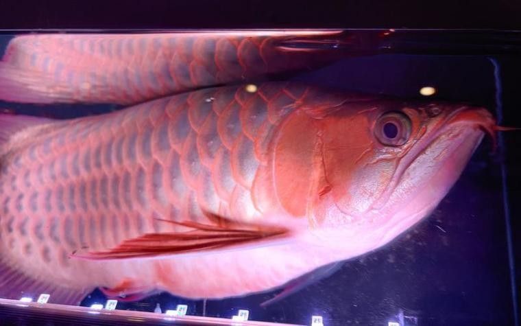 給我一張金龍魚發色階段詳解圖(金龍魚發色階段詳解圖) 龍魚百科 第36張 給我一張金龍魚發色階段詳解圖(金龍魚發色階段詳解圖) 給我一張金龍魚發色階段詳解圖(金龍魚發色階段詳解圖) 龍魚百科 第36張
