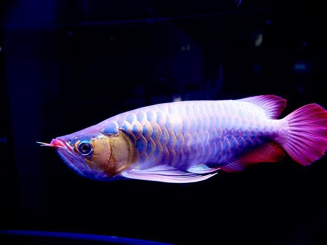 有哪些相機適合拍攝龍魚?(探討適合拍攝龍魚的相機時) 龍魚百科 第4張 有哪些相機適合拍攝龍魚?(探討適合拍攝龍魚的相機時) 有哪些相機適合拍攝龍魚?(探討適合拍攝龍魚的相機時) 龍魚百科 第4張