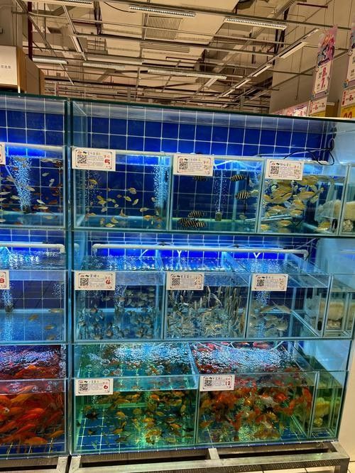 保定龍魚(yú)專賣(mài)店有哪些推薦（保定龍魚(yú)專賣(mài)店怎么樣） 保定龍魚(yú)專賣(mài)店有哪些推薦（保定龍魚(yú)專賣(mài)店怎么樣） 龍魚(yú)百科 第2張