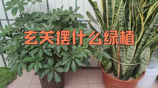 哪款適合放在玄關（家庭入口的第一道風景線適合放在玄關的裝飾品推薦） 哪款適合放在玄關（家庭入口的第一道風景線適合放在玄關的裝飾品推薦） 龍魚百科 第8張
