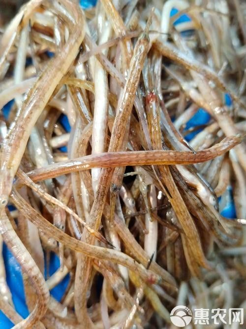 哪里可以買到新鮮的龍魚（新鮮的龍魚可以有多種途徑）