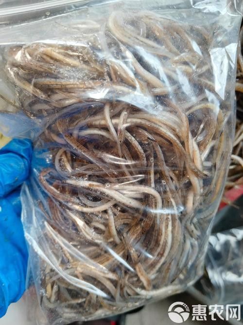 哪里可以買到新鮮的龍魚（新鮮的龍魚可以有多種途徑）