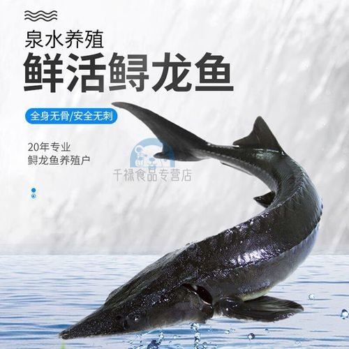 哪里可以買到新鮮的龍魚（新鮮的龍魚可以有多種途徑）
