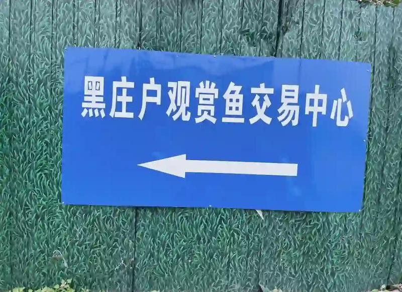 哪里可以買到新鮮的龍魚（新鮮的龍魚可以有多種途徑）