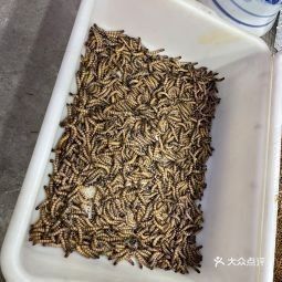 哪里可以買到新鮮的龍魚（新鮮的龍魚可以有多種途徑）