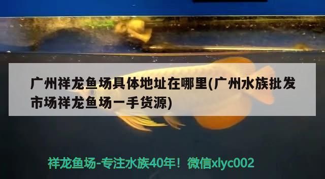 飼料 廣州祥龍魚場具體地址在哪里(廣州水族批發(fā)市場祥龍魚場一手貨源)(廣州祥龍魚場具體地址在哪里) 觀賞魚百科 廣州祥龍魚場具體地址在哪里(廣州水族批發(fā)市場祥龍魚場一手貨源)(廣州祥龍魚場具體地址在哪里) 廣州祥龍魚場具體地址在哪里(廣州水族批發(fā)市場祥龍魚場一手貨源)(廣州祥龍魚場具體地址在哪里) 觀賞魚百科