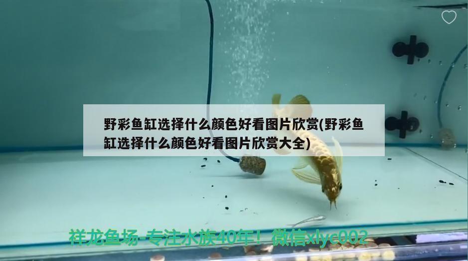 野彩魚缸選擇什么顏色好看圖片欣賞(野彩魚缸選擇什么顏色好看圖片欣賞大全)（野彩魚缸選擇什么顏色好看） 野彩魚缸選擇什么顏色好看圖片欣賞(野彩魚缸選擇什么顏色好看圖片欣賞大全)（野彩魚缸選擇什么顏色好看） 觀賞魚百科