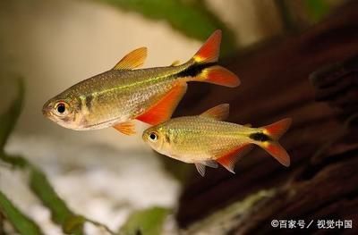 廣州最大的熱帶魚市場在哪里啊視頻：廣州最大的熱帶魚市場 廣州最大的熱帶魚市場在哪里啊視頻：廣州最大的熱帶魚市場 觀賞魚百科 第2張