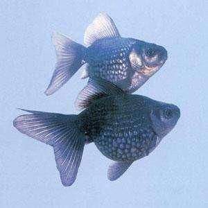 廣州最大的熱帶魚市場在哪里啊視頻：廣州最大的熱帶魚市場 廣州最大的熱帶魚市場在哪里啊視頻：廣州最大的熱帶魚市場 觀賞魚百科 第1張