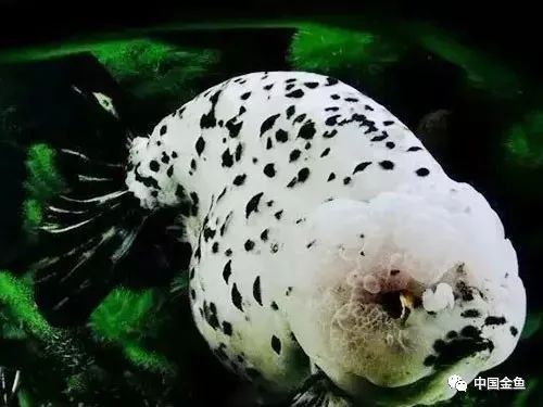 金龍魚溫度低會有什么影響（微信公眾平臺金龍魚養殖全攻略:適宜環境、飼養全攻略） 金龍魚溫度低會有什么影響（微信公眾平臺金龍魚養殖全攻略:適宜環境、飼養全攻略） 龍魚百科 第6張