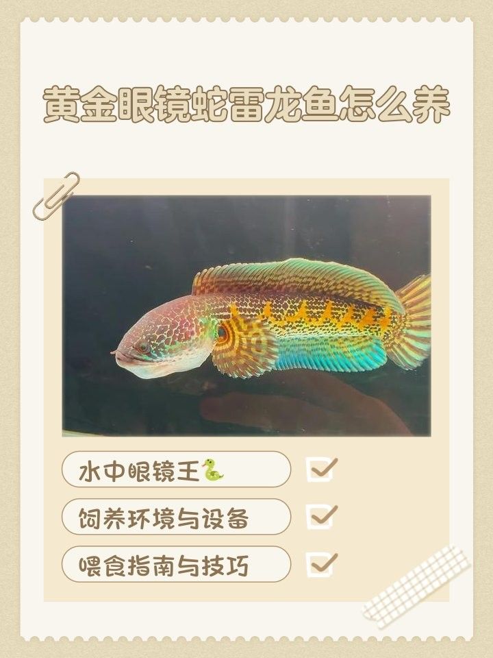 黃金眼鏡蛇雷龍如何發(fā)色？（黃金眼鏡蛇雷龍如何發(fā)色黃金眼鏡蛇雷龍如何發(fā)色）