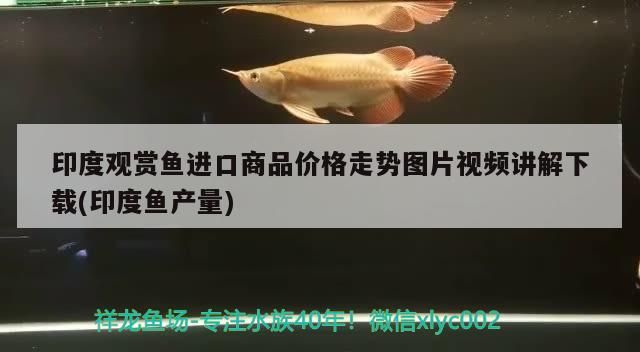 印度觀賞魚進口商品價格走勢圖片視頻講解下載(印度魚產量)（印度觀賞魚進口商品價格走勢圖片視頻講解下載）
