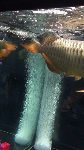 海底飛龍魚有哪些品種？（海底飛龍魚可以劃分為多個品種最常見的品種及其特征）