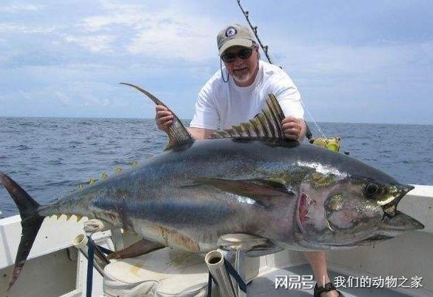 海底飛龍魚有哪些品種？（海底飛龍魚可以劃分為多個品種最常見的品種及其特征）