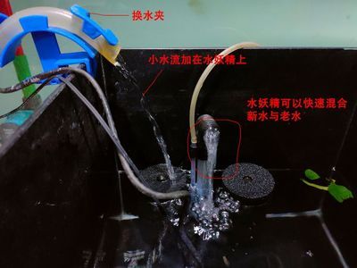 圖片金龍魚（金龍魚圖片大全圖片高清）（金龍魚圖片大全-金龍魚圖片欣賞）