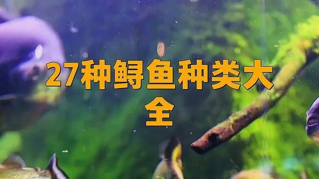 東龍鱘有哪些特色龍魚品種？（東龍鱘是一種極具觀賞價值的觀賞價值的魚類和科屬劃分）