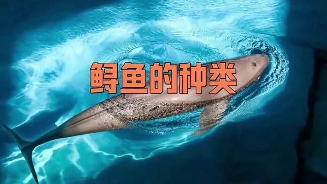 東龍鱘有哪些特色龍魚品種？（東龍鱘是一種極具觀賞價值的觀賞價值的魚類和科屬劃分）