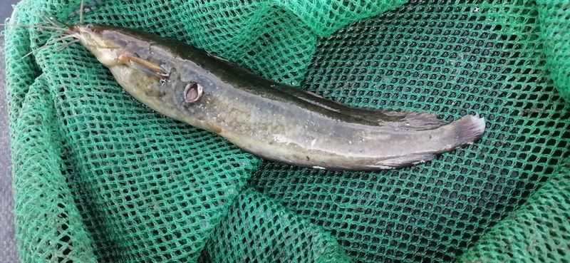 飛鳳魚嘴爛會死嗎？（飛鳳魚嘴爛是什么原因）