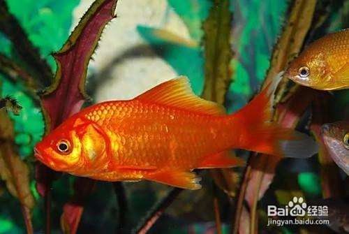 飛鳳魚嘴爛會死嗎？（飛鳳魚嘴爛是什么原因）