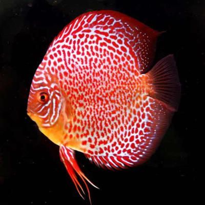 觀賞魚百科網(wǎng)站（觀賞魚百科網(wǎng)站是一個專業(yè)性和實用性和實用性和實用性） 觀賞魚百科網(wǎng)站（觀賞魚百科網(wǎng)站是一個專業(yè)性和實用性和實用性和實用性） 觀賞魚百科 第2張