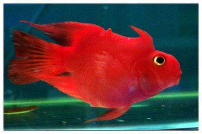 觀賞魚百科網(wǎng)站（觀賞魚百科網(wǎng)站是一個專業(yè)性和實用性和實用性和實用性） 觀賞魚百科網(wǎng)站（觀賞魚百科網(wǎng)站是一個專業(yè)性和實用性和實用性和實用性） 觀賞魚百科 第3張