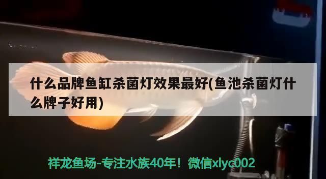 什么品牌魚缸殺菌燈效果最好(魚池殺菌燈什么牌子好用)