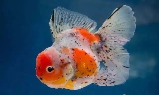 紅龍魚死亡后多久能養(yǎng)新魚（紅龍魚死亡后重新引入新魚的時(shí)間） 紅龍魚死亡后多久能養(yǎng)新魚（紅龍魚死亡后重新引入新魚的時(shí)間） 龍魚百科 第8張