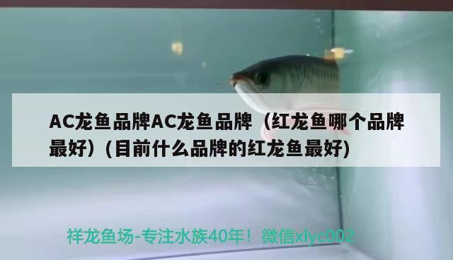 AC龍魚品牌AC龍魚品牌（紅龍魚哪個品牌最好）(目前什么品牌的紅龍魚最好)（ac龍魚品牌ac龍魚品牌ac龍魚品牌ac龍魚哪個品牌最好）