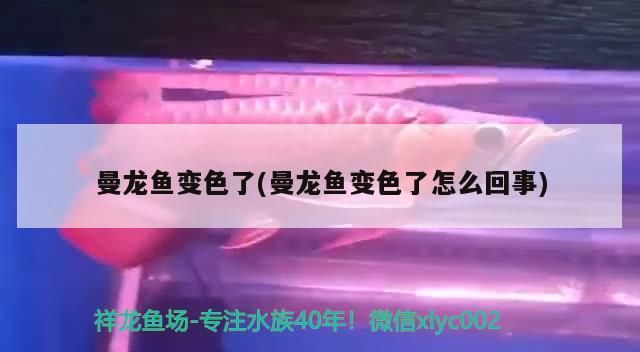 曼龍魚變色了(曼龍魚變色了怎么回事)（曼龍魚變色了怎么回事） 曼龍魚變色了(曼龍魚變色了怎么回事)（曼龍魚變色了怎么回事） 觀賞魚百科