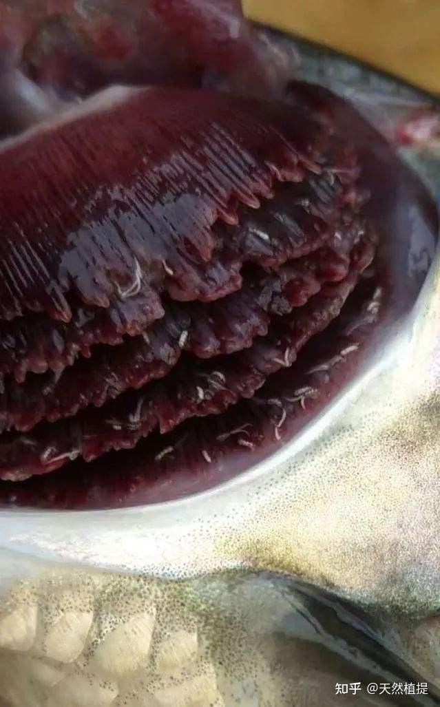 紅龍魚驅蟲后多久見效？（紅龍魚驅蟲后多久見效，答案取決于多種因素） 紅龍魚驅蟲后多久見效？（紅龍魚驅蟲后多久見效，答案取決于多種因素） 龍魚百科 第5張