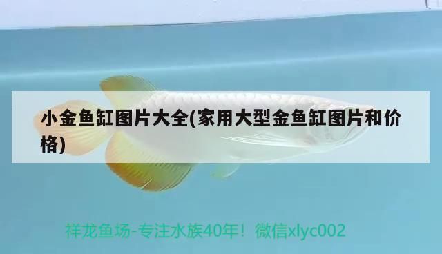 小金魚缸圖片大全(家用大型金魚缸圖片和價格)