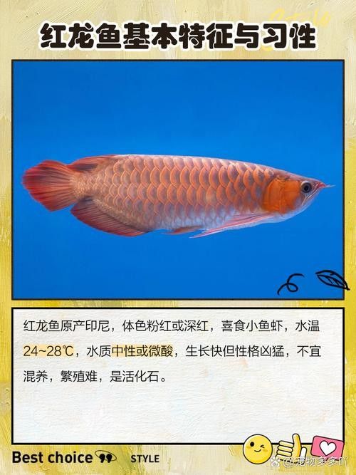 紅龍魚等級區分圖高清版（紅龍魚的等級區分圖高清版） 紅龍魚等級區分圖高清版（紅龍魚的等級區分圖高清版） 龍魚百科 第2張