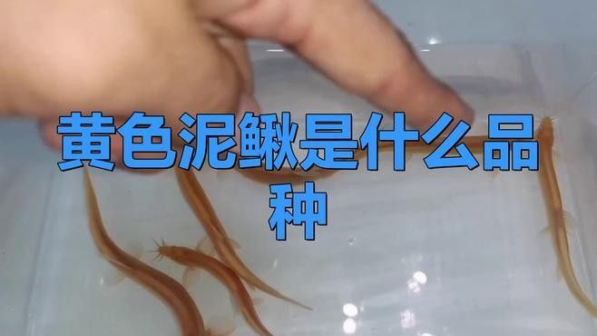 黃金鰍有哪些品種？（黃色泥鰍的種類及種類）