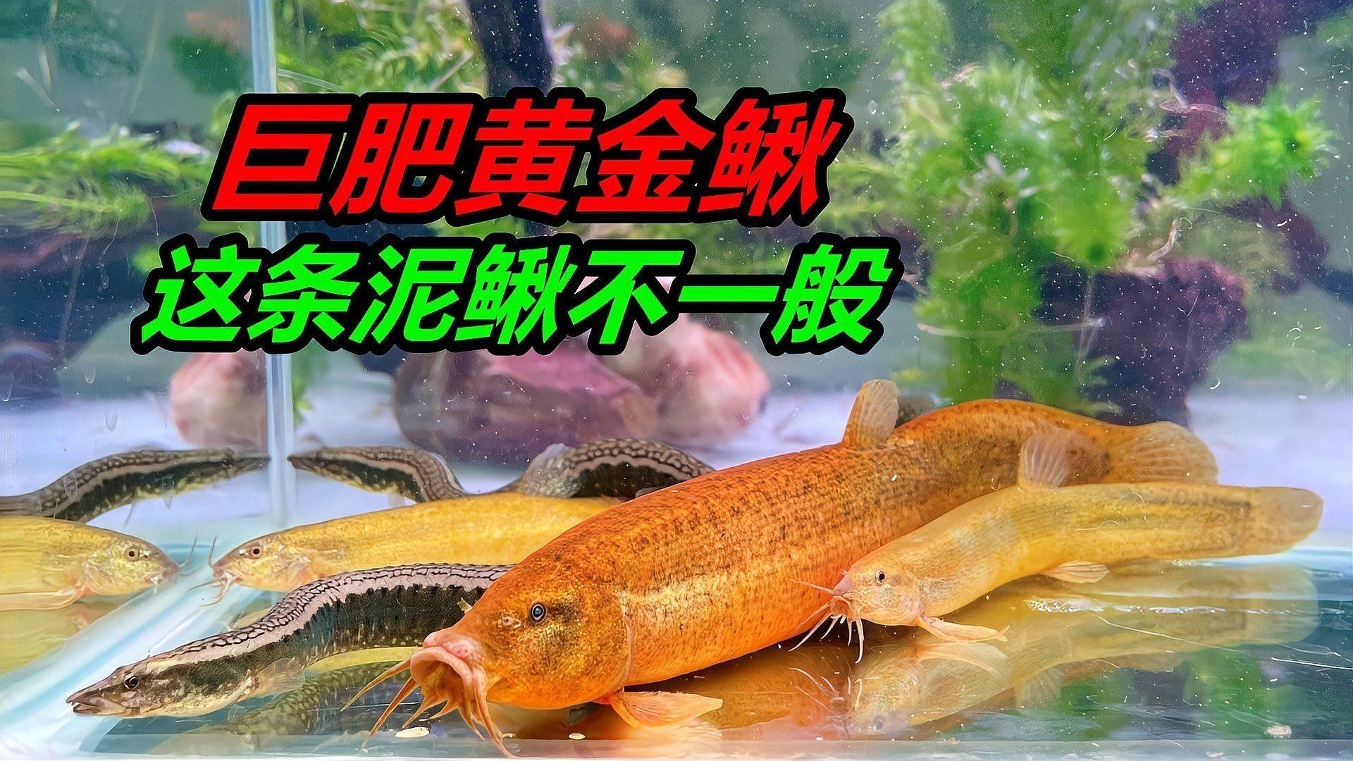 黃金鰍有哪些品種？（黃色泥鰍的種類及種類）
