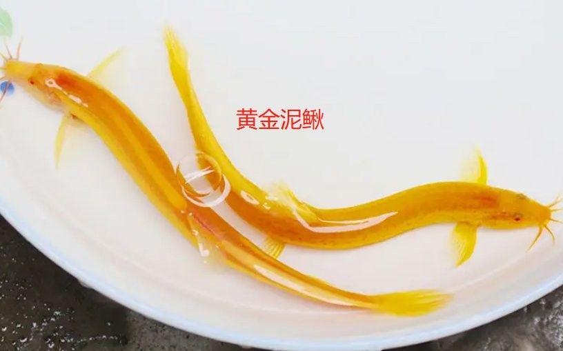 黃金鰍有哪些品種？（黃色泥鰍的種類及種類）