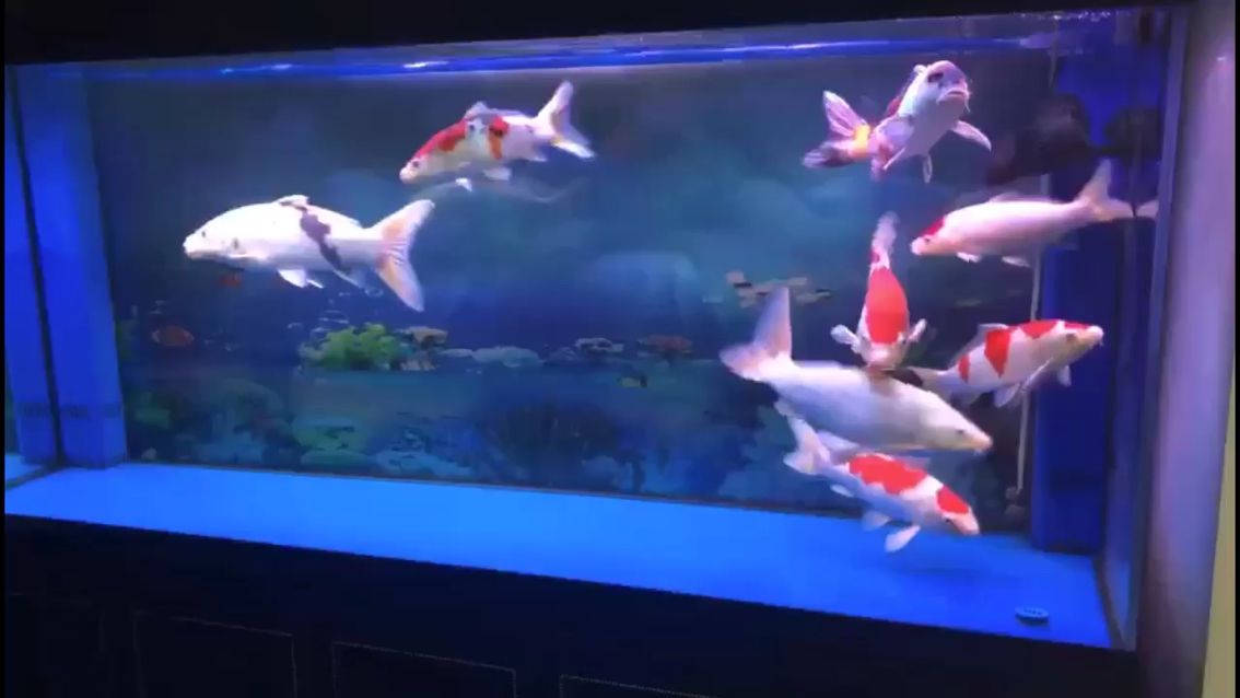 一缸大寶貝（“一缸大寶貝”是什么意思？）