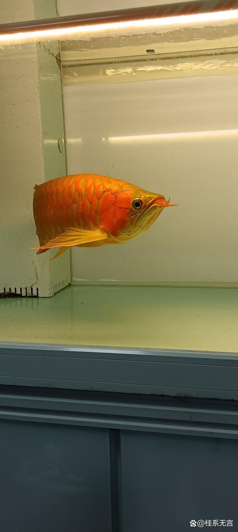 鎮海哪個水族館龍魚好？祥龍魚場龍魚（廣州祥龍魚場珠海分店） 鎮海哪個水族館龍魚好？祥龍魚場龍魚（廣州祥龍魚場珠海分店） 龍魚百科 第3張