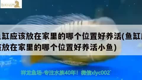 魚缸應(yīng)該放在家里的哪個位置好養(yǎng)活(魚缸應(yīng)該放在家里的哪個位置好養(yǎng)活小魚) 魚缸應(yīng)該放在家里的哪個位置好養(yǎng)活(魚缸應(yīng)該放在家里的哪個位置好養(yǎng)活小魚) 觀賞魚百科