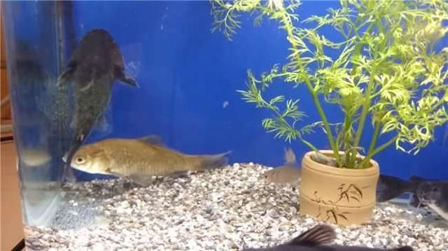 陽江觀賞魚市場小六2個(gè)月成長變化記錄(觀賞魚市場小六2個(gè)月成長變化記錄,本文旨在記錄) 觀賞魚百科 第1張 陽江觀賞魚市場小六2個(gè)月成長變化記錄(觀賞魚市場小六2個(gè)月成長變化記錄,本文旨在記錄) 陽江觀賞魚市場小六2個(gè)月成長變化記錄(觀賞魚市場小六2個(gè)月成長變化記錄,本文旨在記錄) 觀賞魚百科 第1張