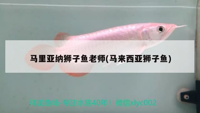 馬里亞納獅子魚老師(馬來西亞獅子魚)（馬里亞納獅子魚） 馬里亞納獅子魚老師(馬來西亞獅子魚)（馬里亞納獅子魚） 觀賞魚百科