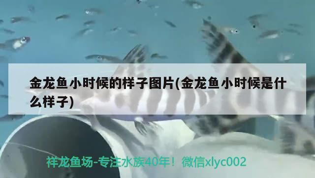 金龍魚小時候的樣子圖片(金龍魚小時候是什么樣子)（金龍魚小時候是什么樣子圖片） 金龍魚小時候的樣子圖片(金龍魚小時候是什么樣子)（金龍魚小時候是什么樣子圖片） 觀賞魚百科