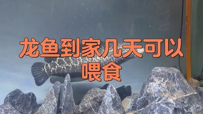 雷龍魚入缸后多久喂食（金爵雷龍魚多久喂一次合適） 雷龍魚入缸后多久喂食（金爵雷龍魚多久喂一次合適） 龍魚百科 第1張