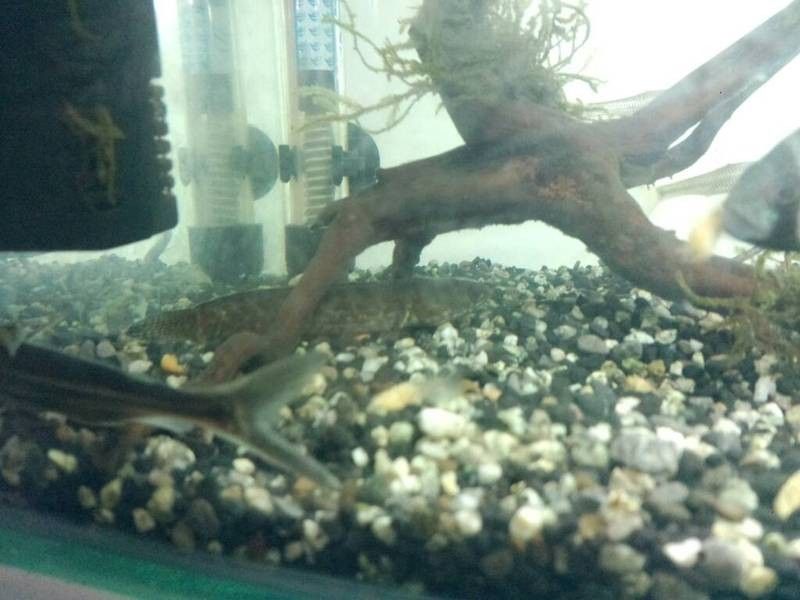 雷龍魚入缸后多久喂食（金爵雷龍魚多久喂一次合適） 雷龍魚入缸后多久喂食（金爵雷龍魚多久喂一次合適） 龍魚百科 第4張
