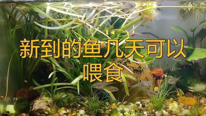 雷龍魚入缸后多久喂食（金爵雷龍魚多久喂一次合適） 雷龍魚入缸后多久喂食（金爵雷龍魚多久喂一次合適） 龍魚百科 第3張