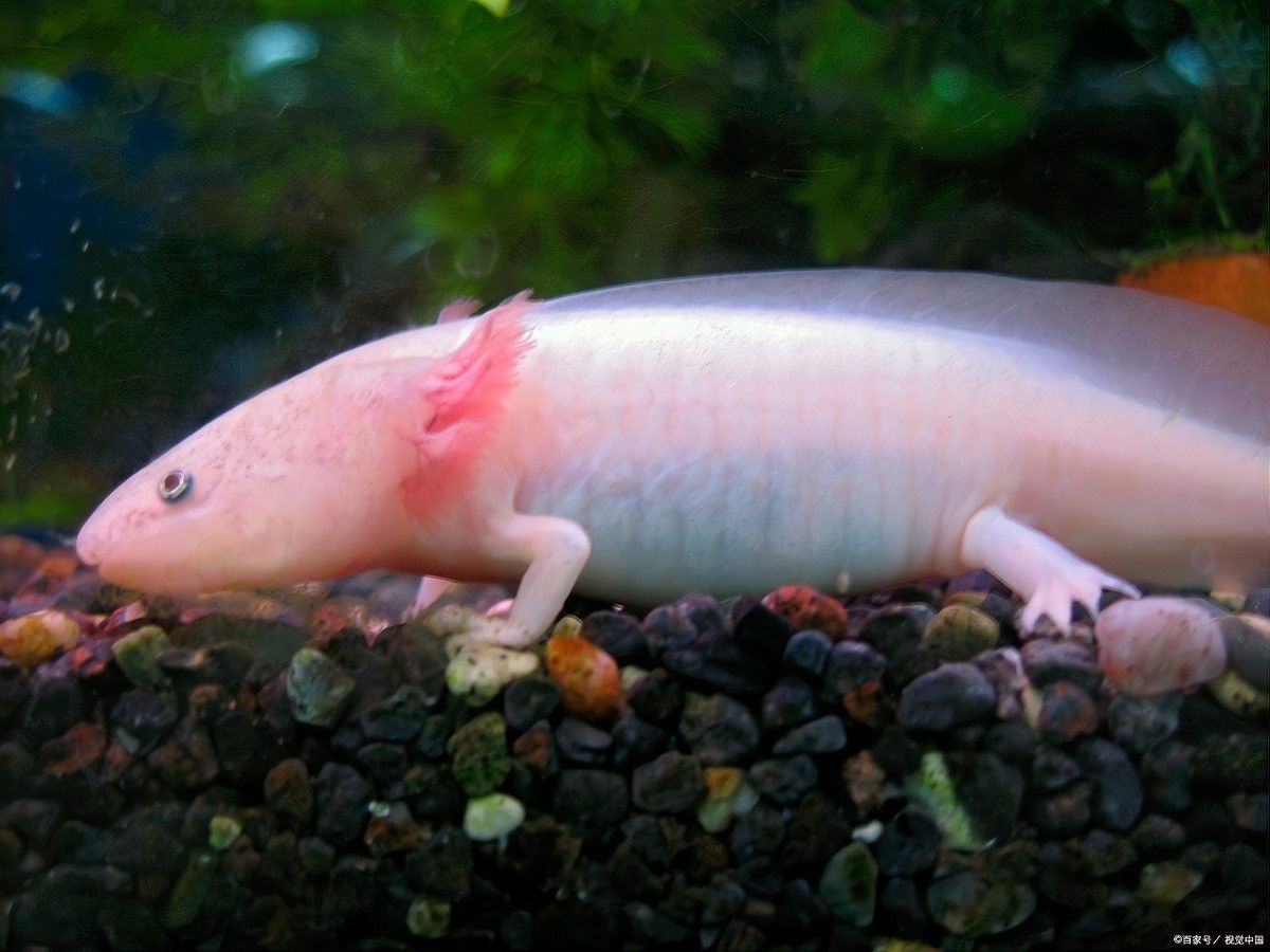 三角恐龍魚的食物有哪些？（三角恐龍魚喂食技巧貓咪美宅恐龍魚的飼養要點全解） 三角恐龍魚的食物有哪些？（三角恐龍魚喂食技巧貓咪美宅恐龍魚的飼養要點全解） 龍魚百科 第4張